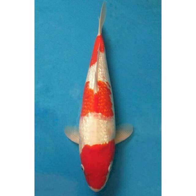 Ogata Sandan Kohaku Ginrin