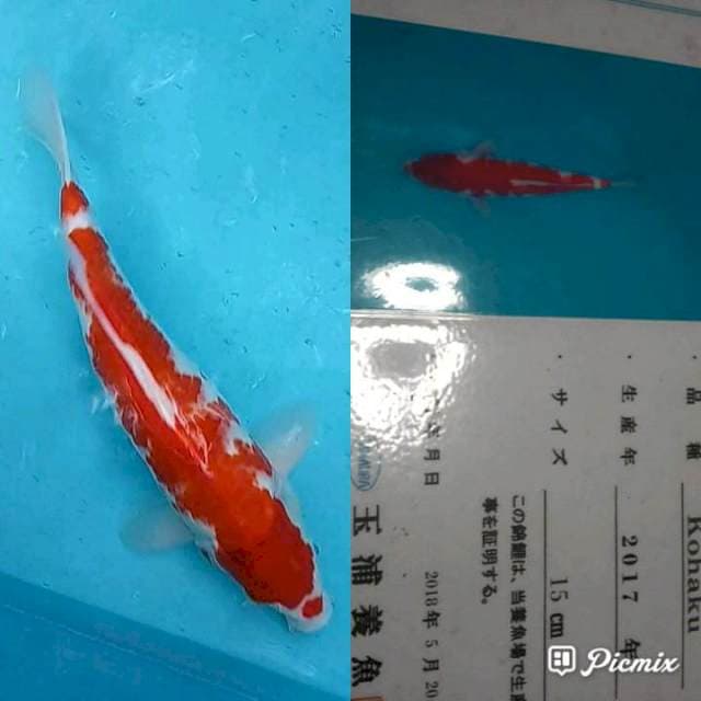 Kohaku Import