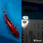 Kohaku Import