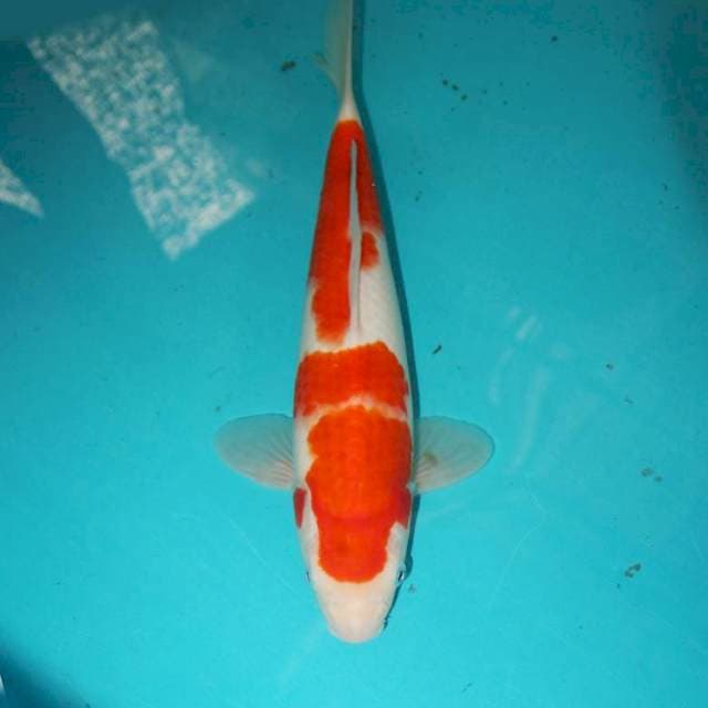 KOHAKU 30 CM