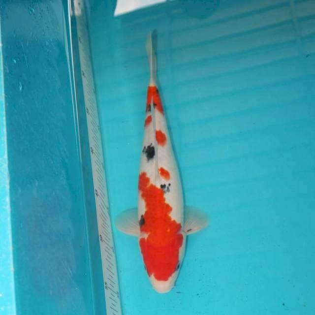 SANKE 29 CM