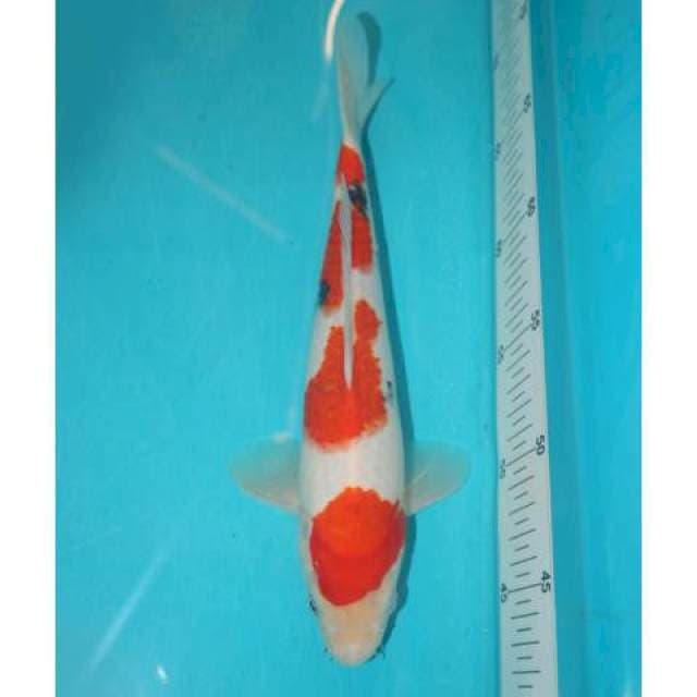 SANKE 27 CM