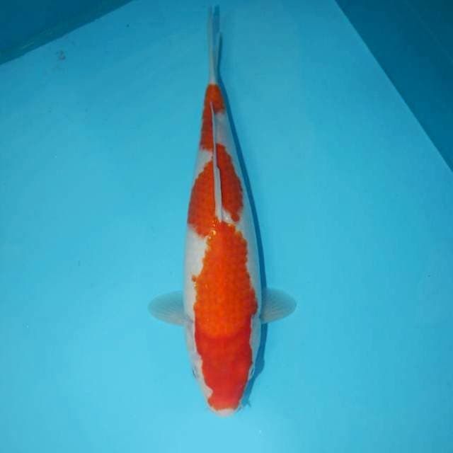 INAZUMA KOHAKU 31 CM
