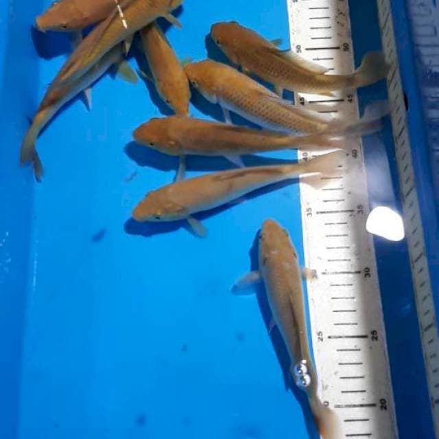 CHAGOI 17&18 CM
