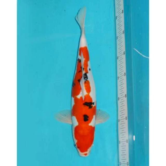 Sanke Doitsu 34 cm