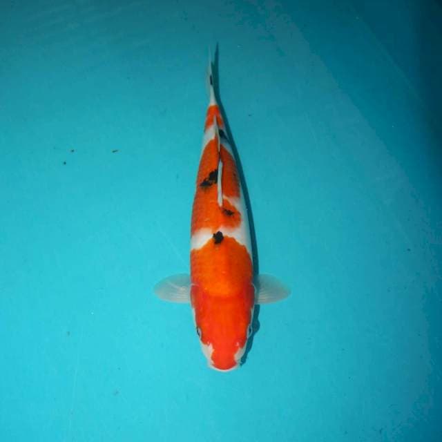 Sanke 28 cm