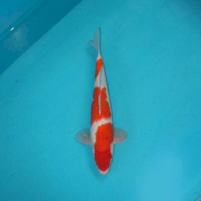 Kohaku 3 step 29 cm