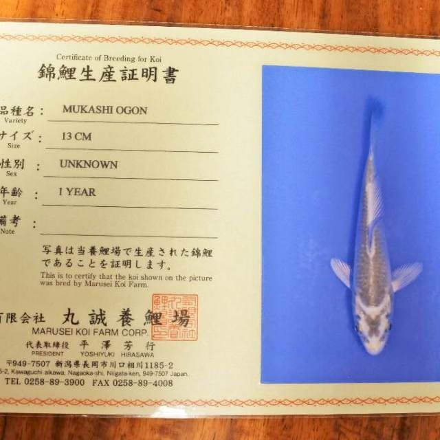 Mukashi Ogon ( Marusei) 13cm. Import dan Sertifikat