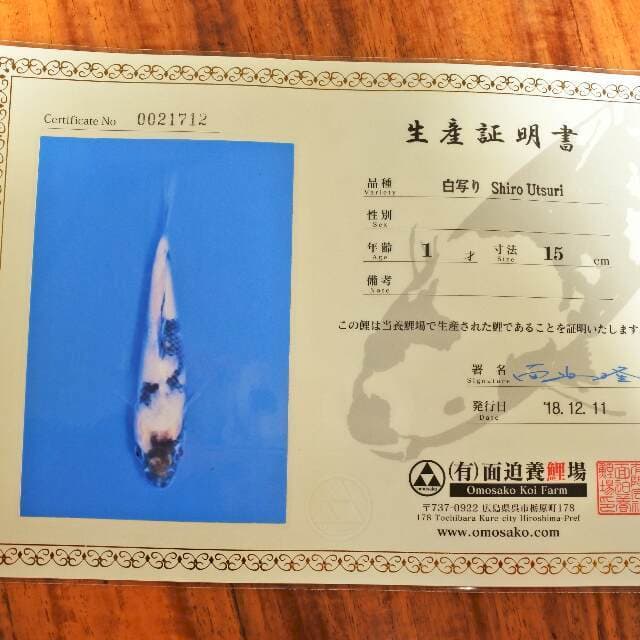 Shiro Utsuri (Omosako) 15cm. Impor dan Sertifikat
