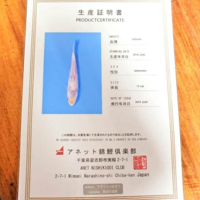 Goshiki (Anet) 17cm. Impor dan Sertifikat