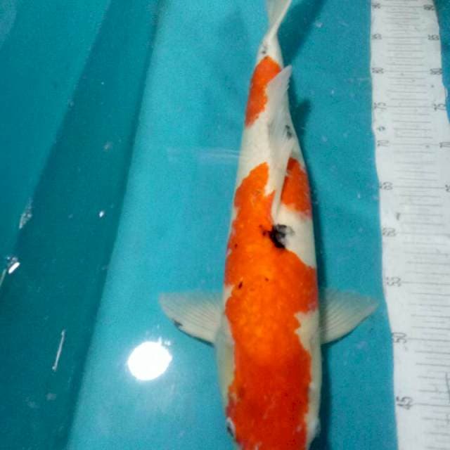 SANKE JUMBO..52CM