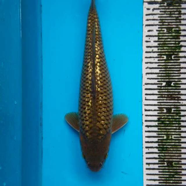 Chagoi 36cm