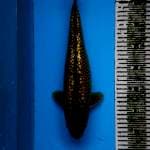 Chagoi 36cm