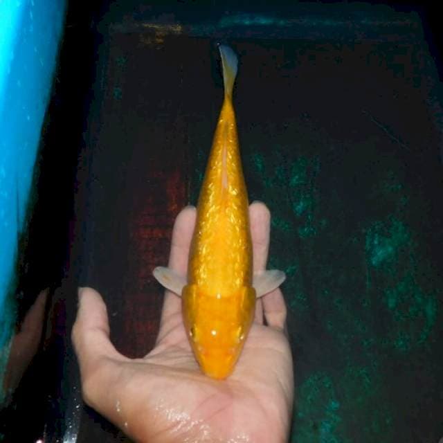sangat kuning karashi ginrin