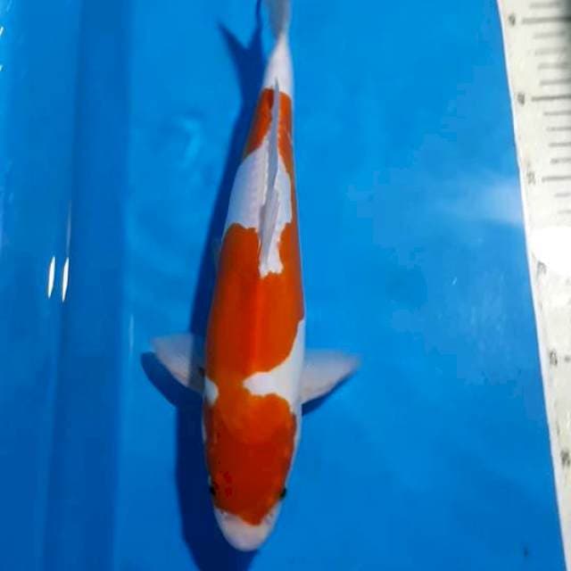 DOITSU INAZUMA 32 CM