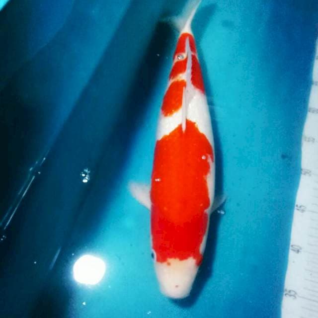 KOHAKU FULL GINRIN..SIRIP Bsr sblh..45cm