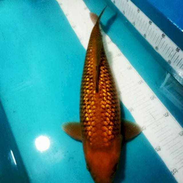 CAGOI..FULL GINRIN..BULKY 46CM