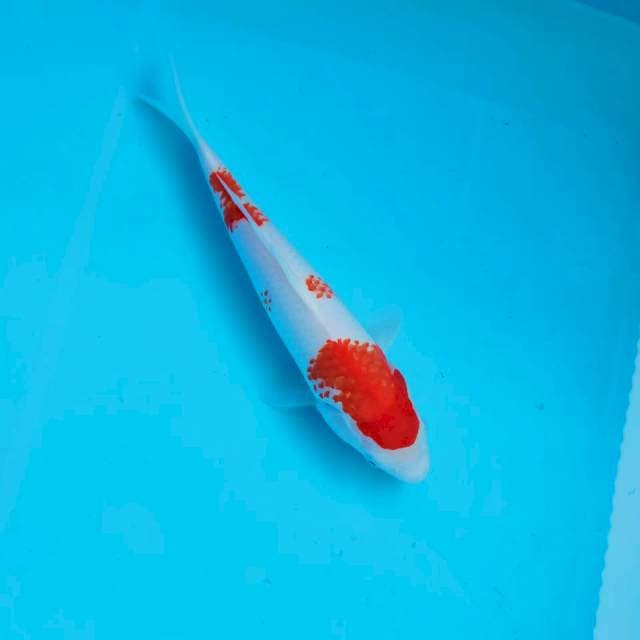 1. KOHAKU #30cm