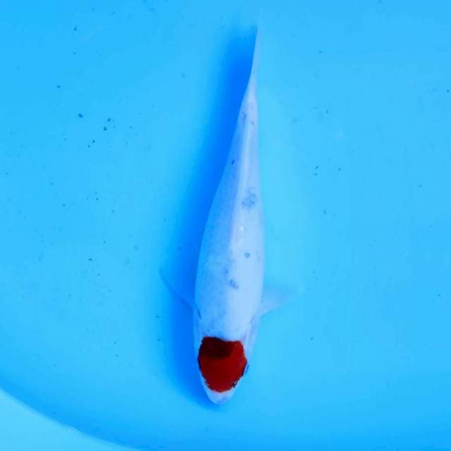 6. Tancho GHOSIKI #28cm