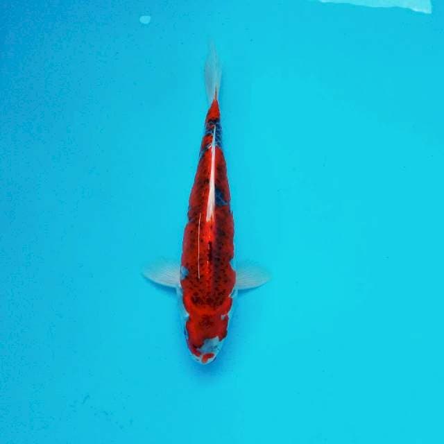 8. GHOSIKI STRONG RED #26CM
