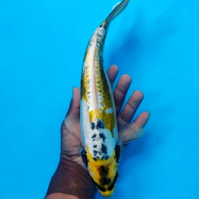 Antik 30cm