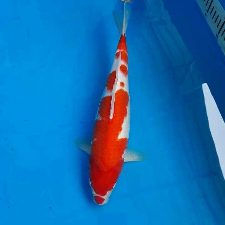 Kohaku Betina 35 cm