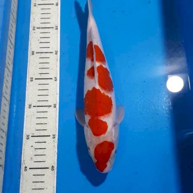 MARUTEN KOHAKU 33 CM