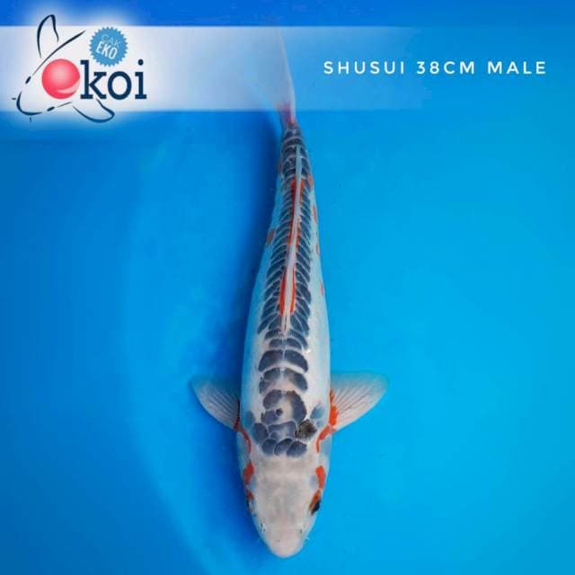 Shusui keren 38cm male