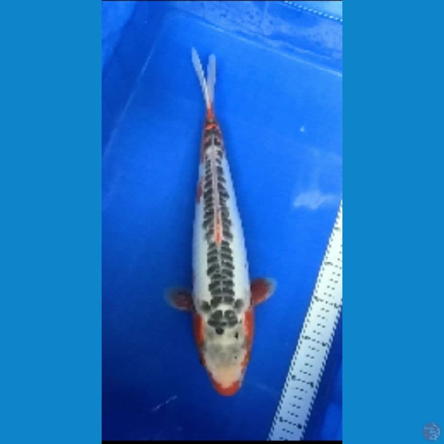 Shusui ~ 42cm, Female.