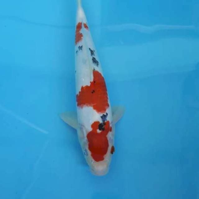 2 sanke 32cm