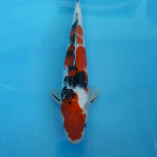Sanke 32 cm