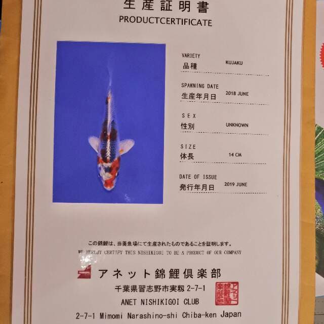 Kujaku (Anet) 14cm. Impor dan Sertifikat