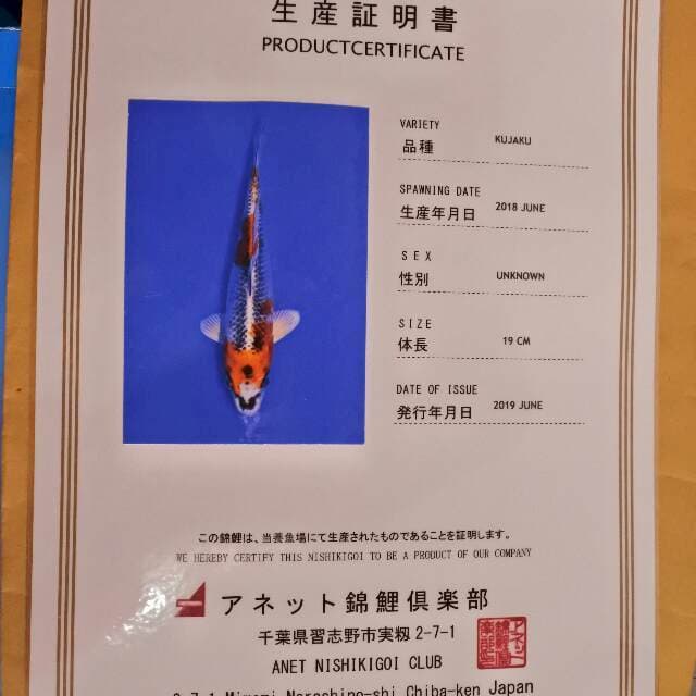Kujaku (Anet) 19cm. Impor dan Sertifikat