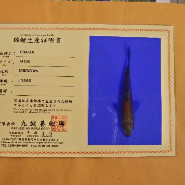 Chagoi (Marusei) 14cm. Impor dan Sertifikat