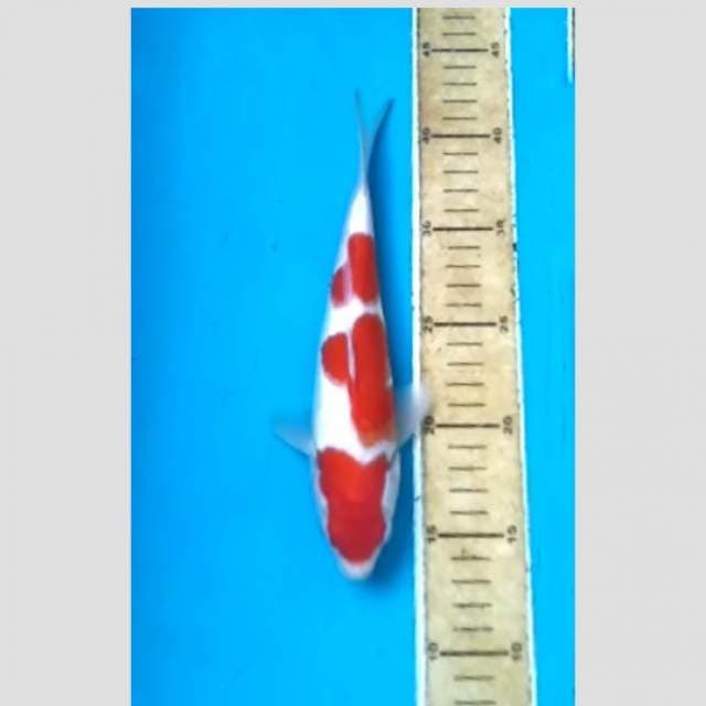 kohaku 3step super..25cm