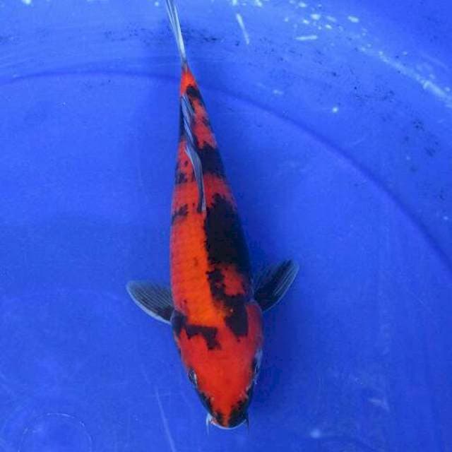 Showa ±25cm