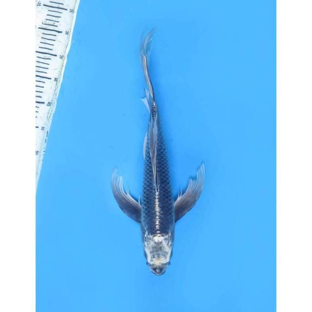 Kumpay jumbo - 49Cm