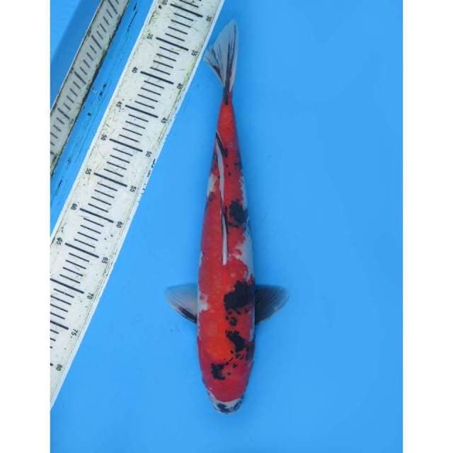 Showa -47Cm