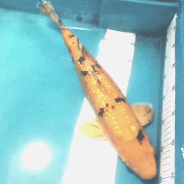42cm kin bekko gin super langka