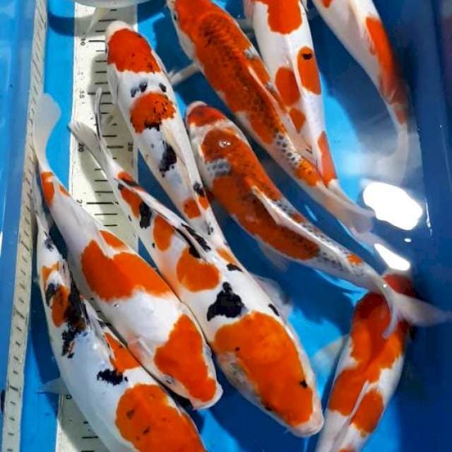 GOSHIKI SANKE&TANCHO 28 SAMPAI 30 CM
