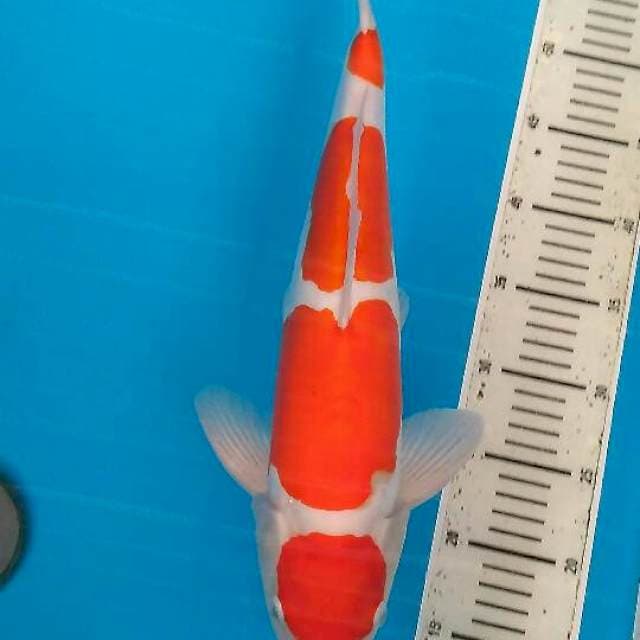 Maruten Kohaku doitsu 45bu