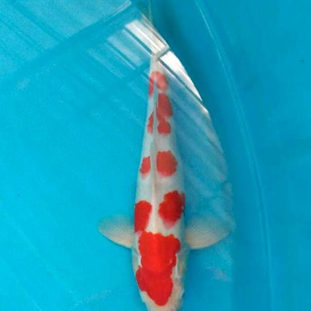 Sakura kohaku 37cm