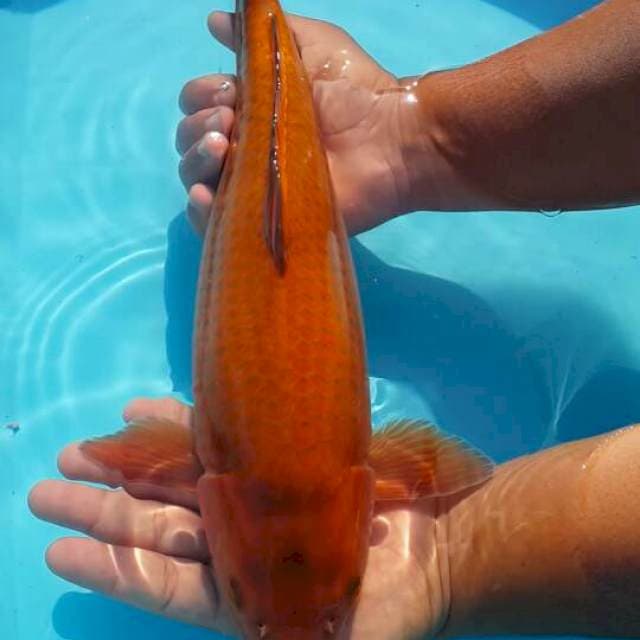 Tembaga 
