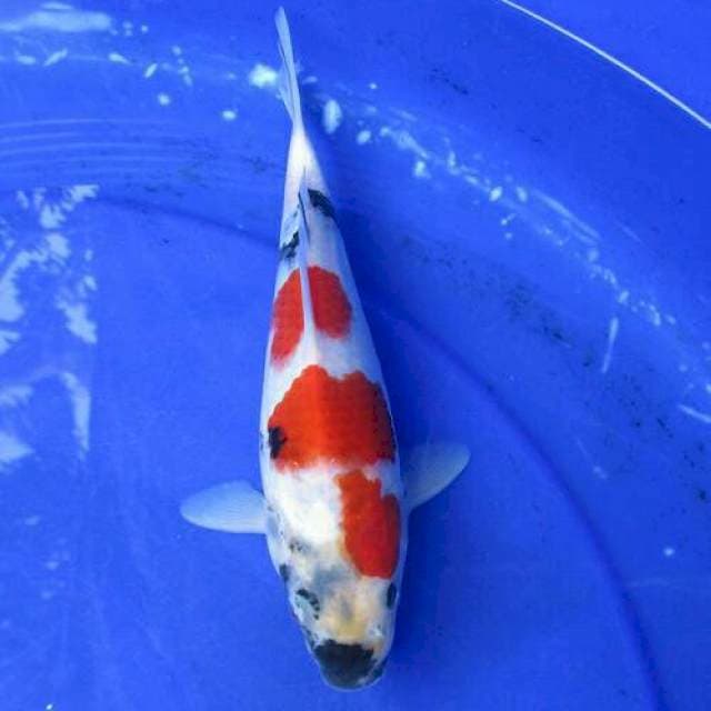 Kindai showa merah male +23cm