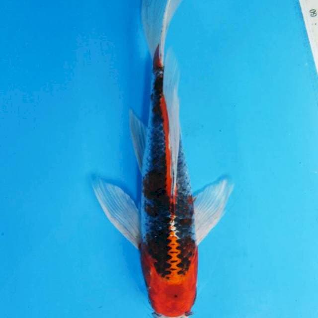 Kumpay Kujaku 30 cm