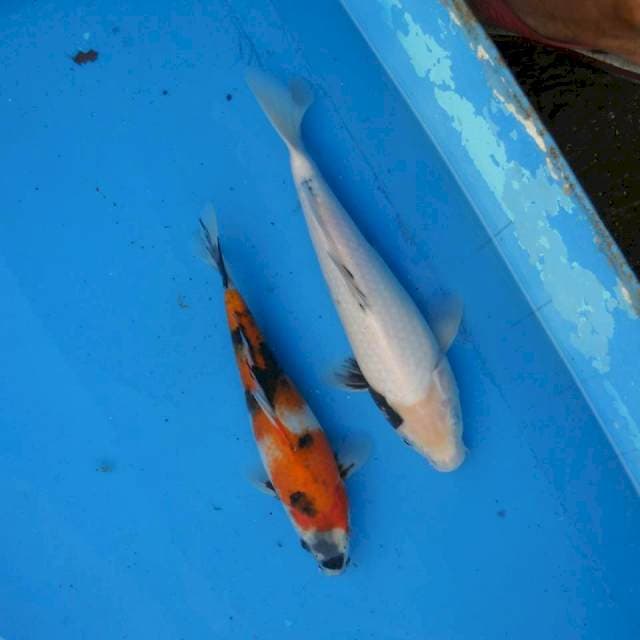 Mix Showa, Shiro F1