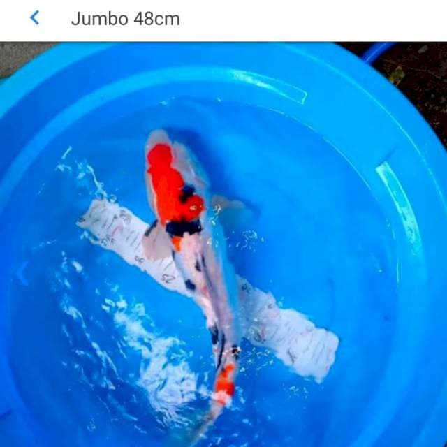 Sanke Jumbo 48 cm