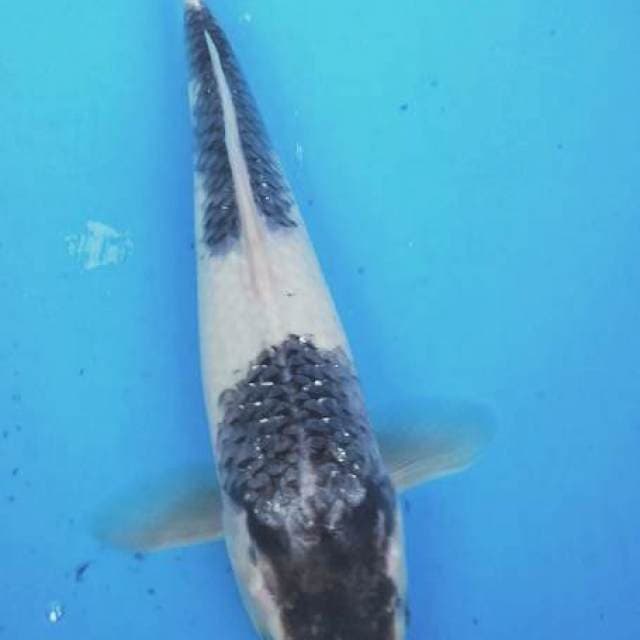 Goromo 33