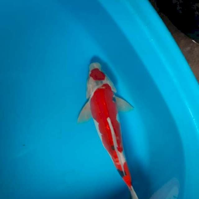 Maruten jantan