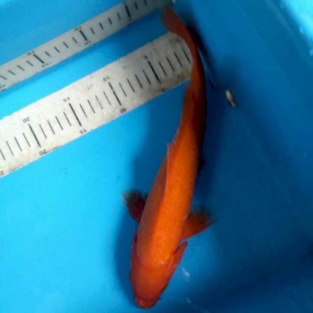Akahajiro 31cm